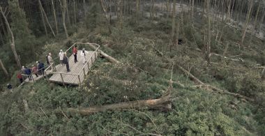 Acid Forest