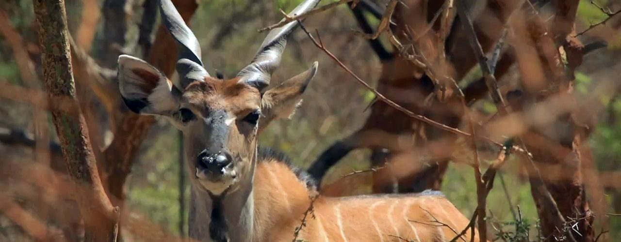 Czechs Save… Antelopes in Senegal