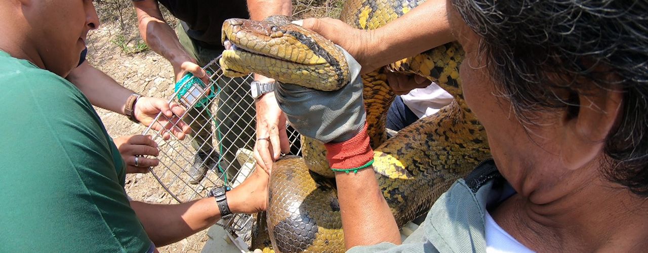 Anaconda – The End of the Myth?