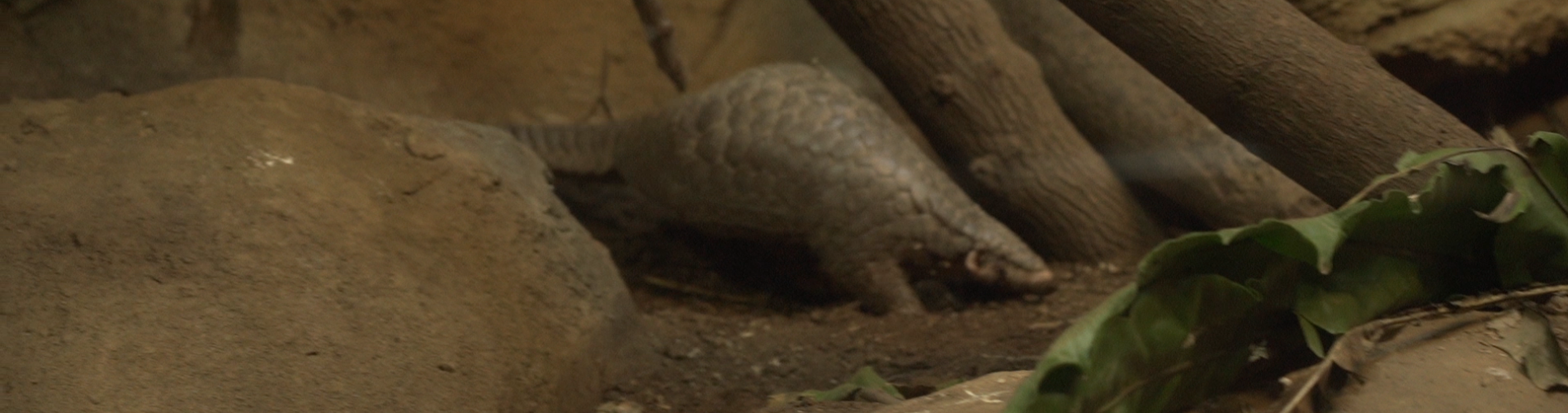 Pangolin