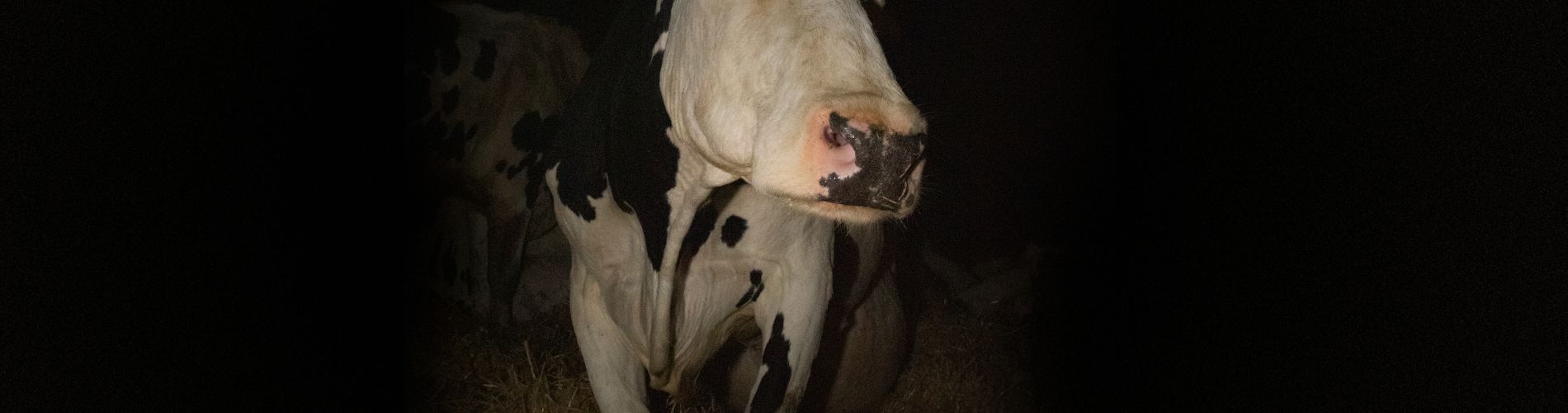 Cow